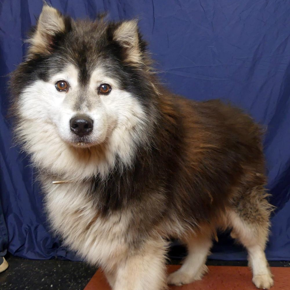 MARSHMALLOW, a Adoptable Husky in Ukiah, CA image 2/6