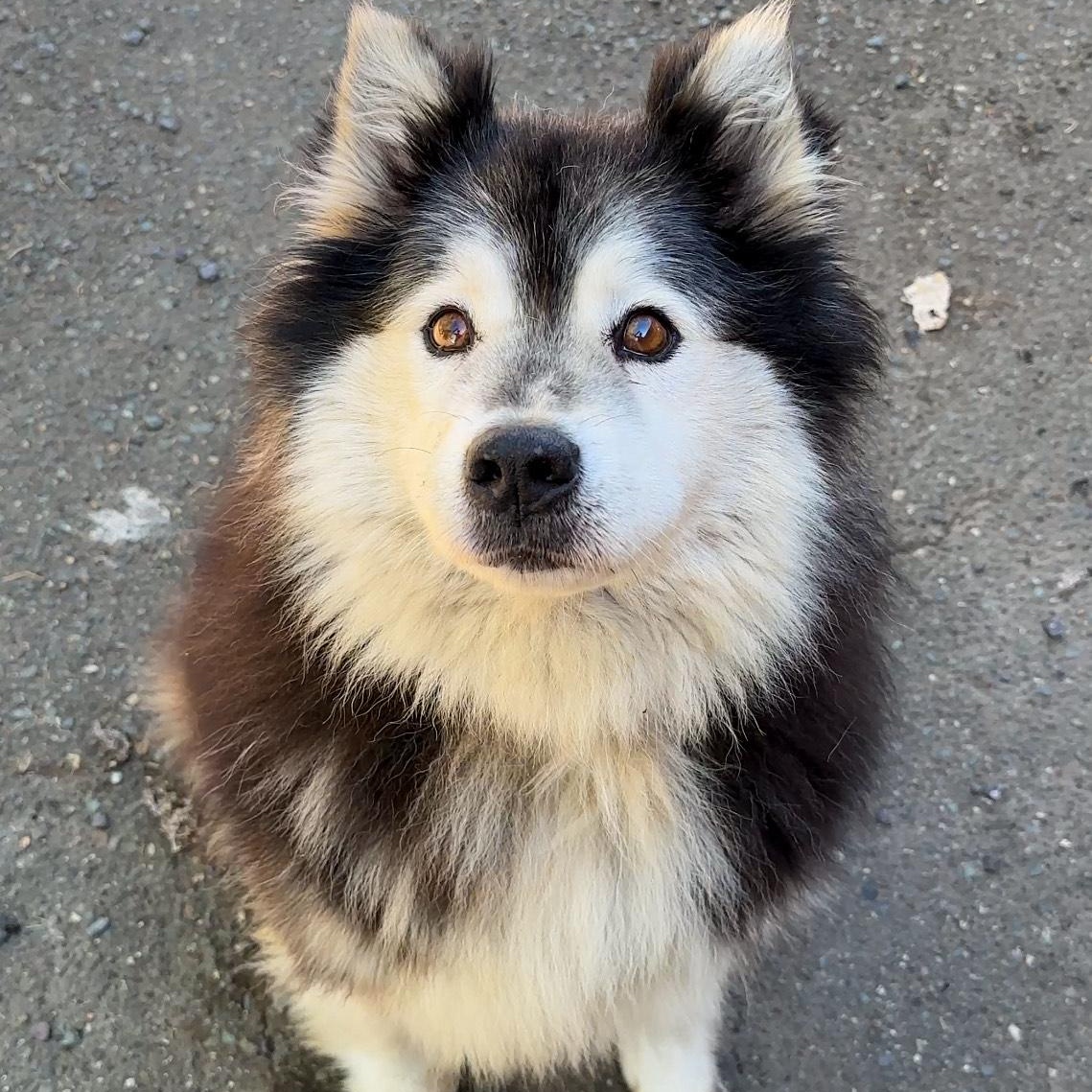 MARSHMALLOW, a Adoptable Husky in Ukiah, CA image 4/6