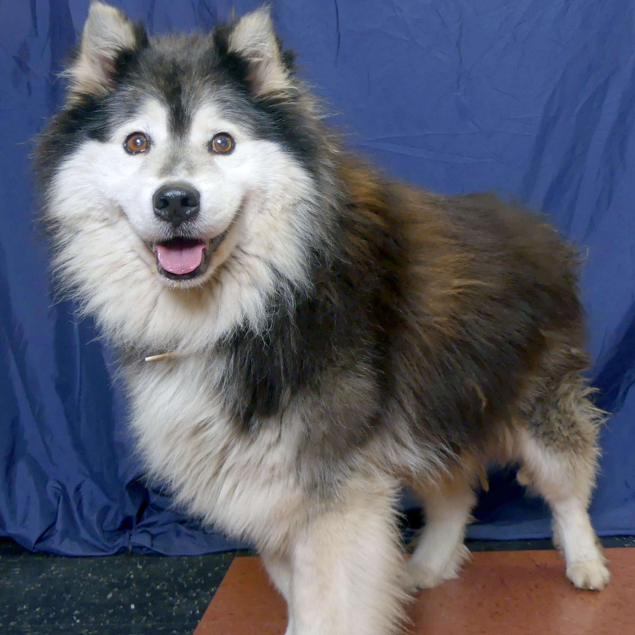 MARSHMALLOW, a Adoptable Husky in Ukiah, CA image 5/6