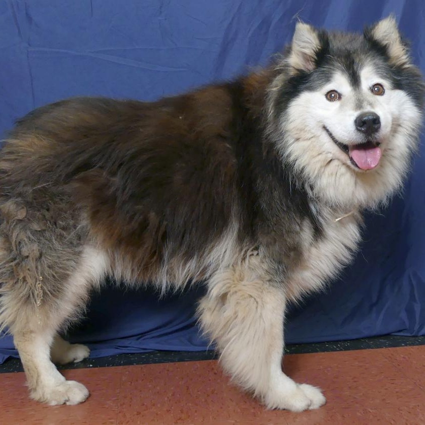 MARSHMALLOW, a Adoptable Husky in Ukiah, CA image 6/6