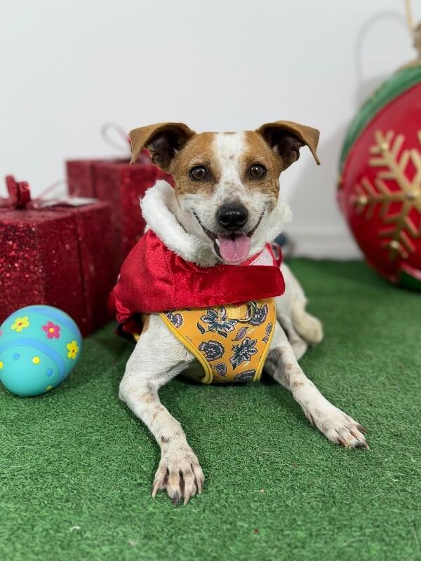 Enlarge Ginger-One of our Amazing Rescue Dogs, a Adoptable mixed breed in Sacramento, CA image 1/1