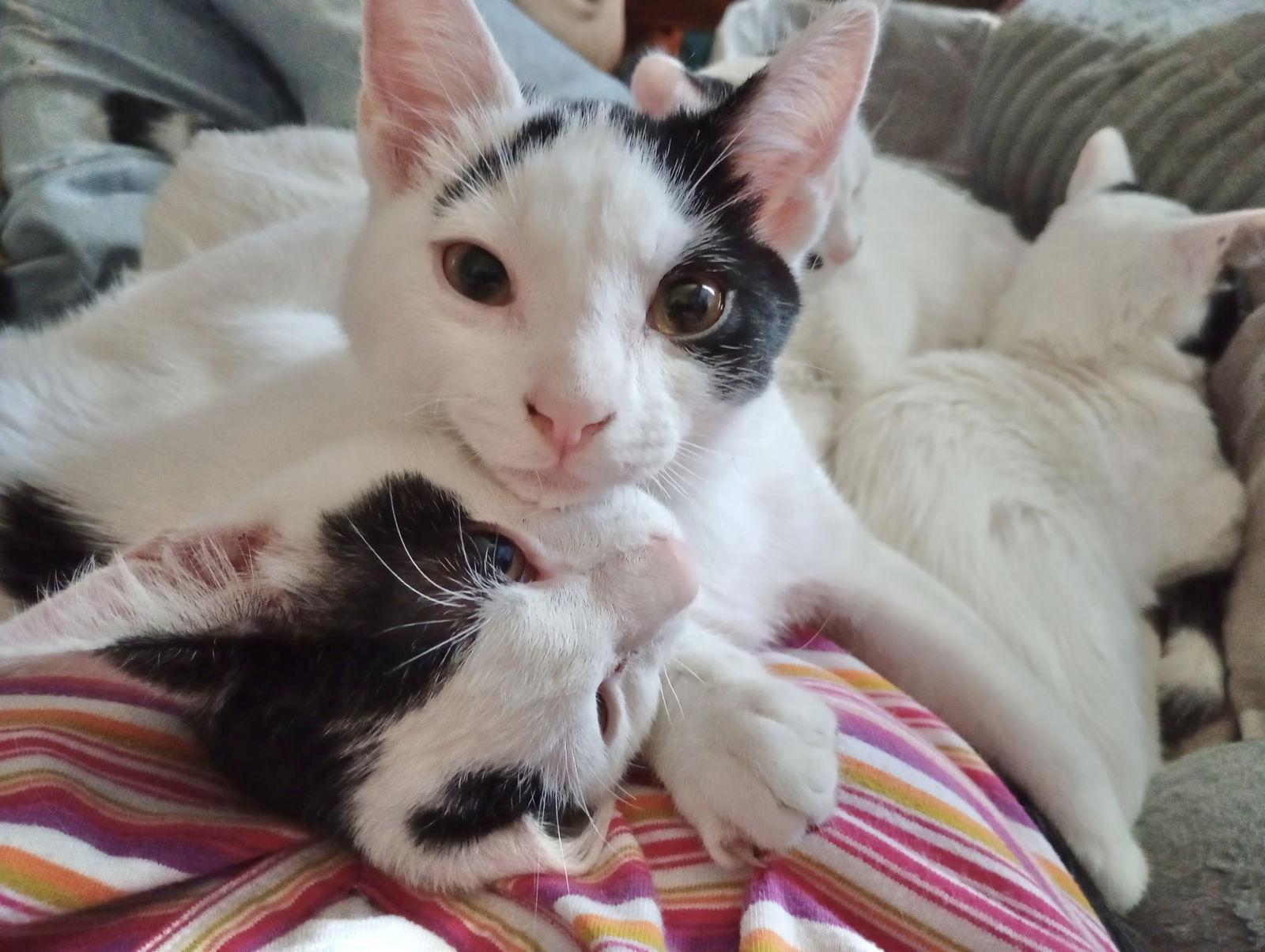 Malu and Nakoa, a Adoptable Domestic Short Hair in Shawnee, KS image 1/3