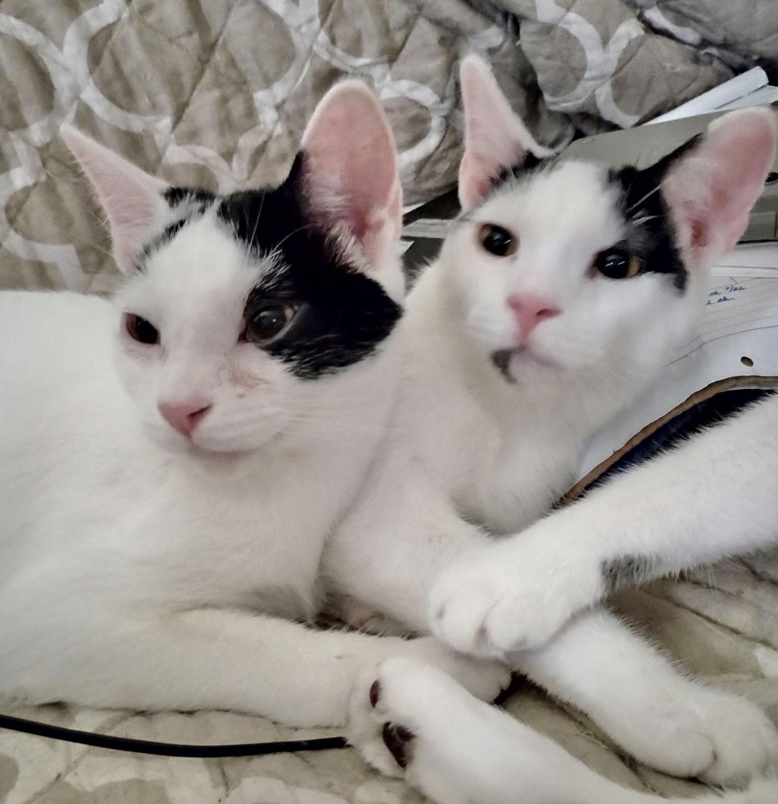 Malu and Nakoa, a Adoptable Domestic Short Hair in Shawnee, KS image 2/3