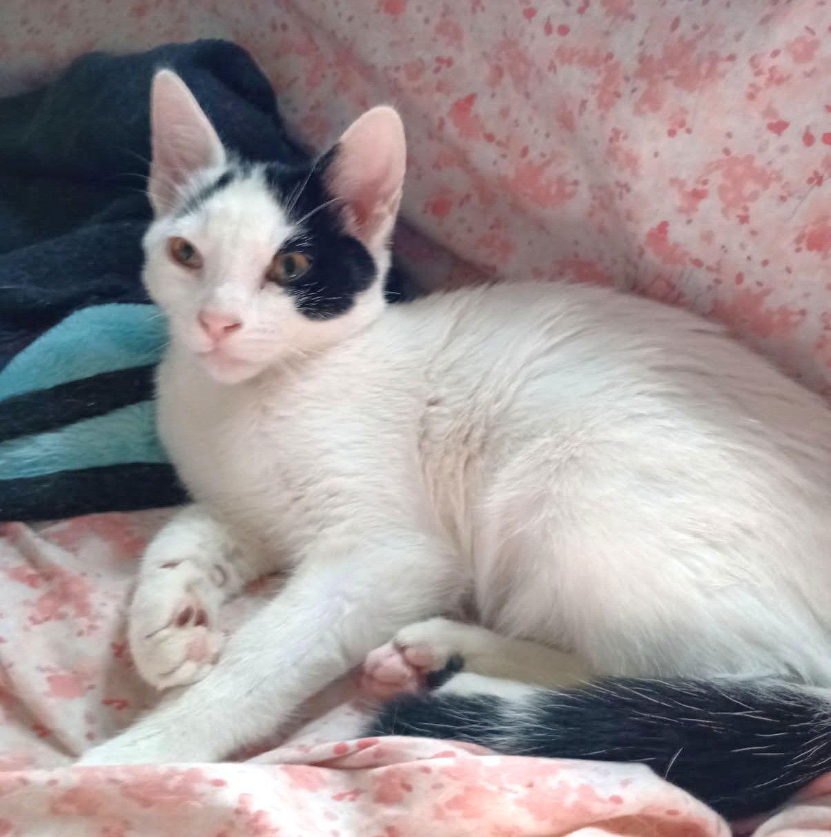 Malu and Nakoa, a Adoptable Domestic Short Hair in Shawnee, KS image 3/3