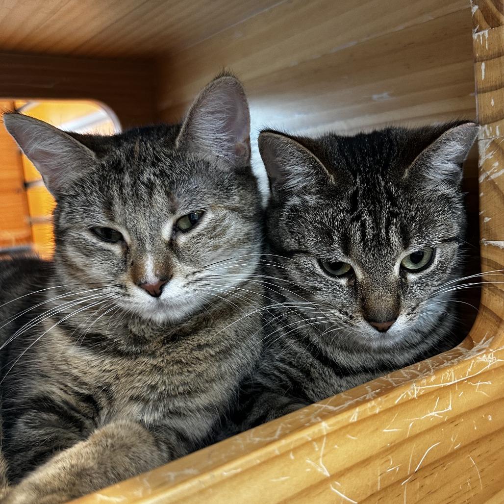 Thelma, Adoptable, Adult Female Domestic Short Hair.