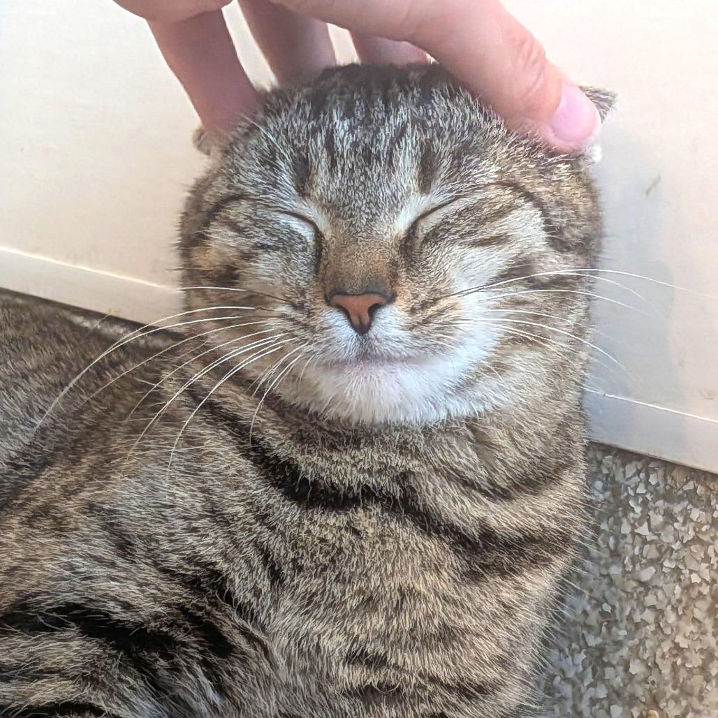 Enlarge Thelma, a Adoptable Domestic Short Hair in Washington Township, OH image 2/6