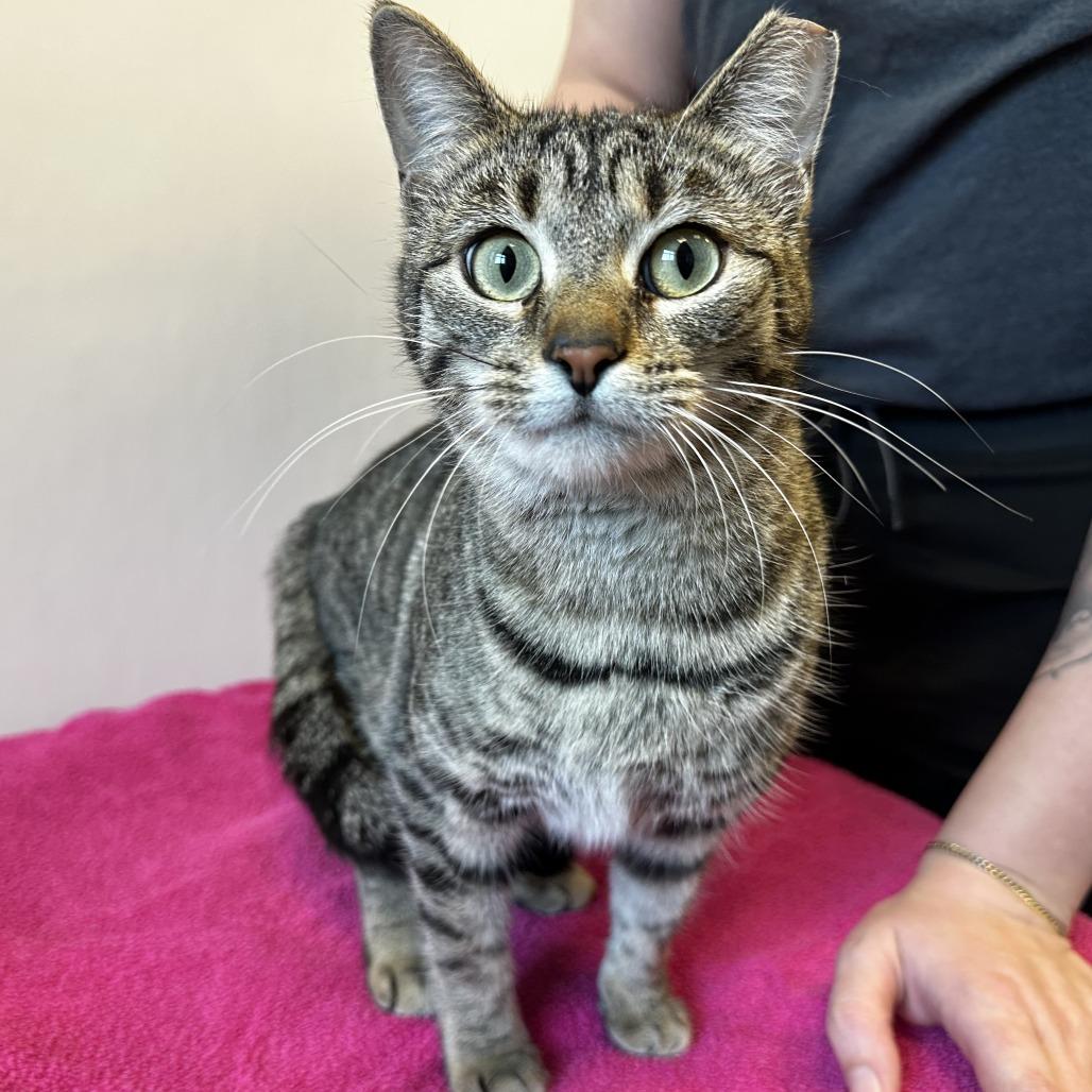 Thelma, Adoptable, Adult Female Domestic Short Hair.