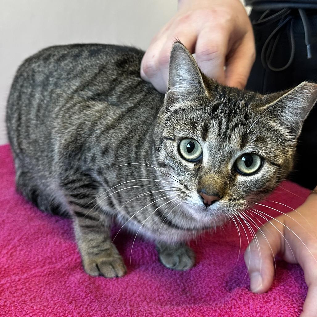 Enlarge Thelma, a Adoptable Domestic Short Hair in Washington Township, OH image 2/2