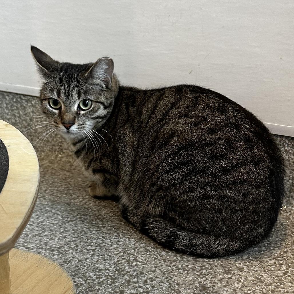 Enlarge Thelma, a Adoptable Domestic Short Hair in Washington Township, OH image 6/6