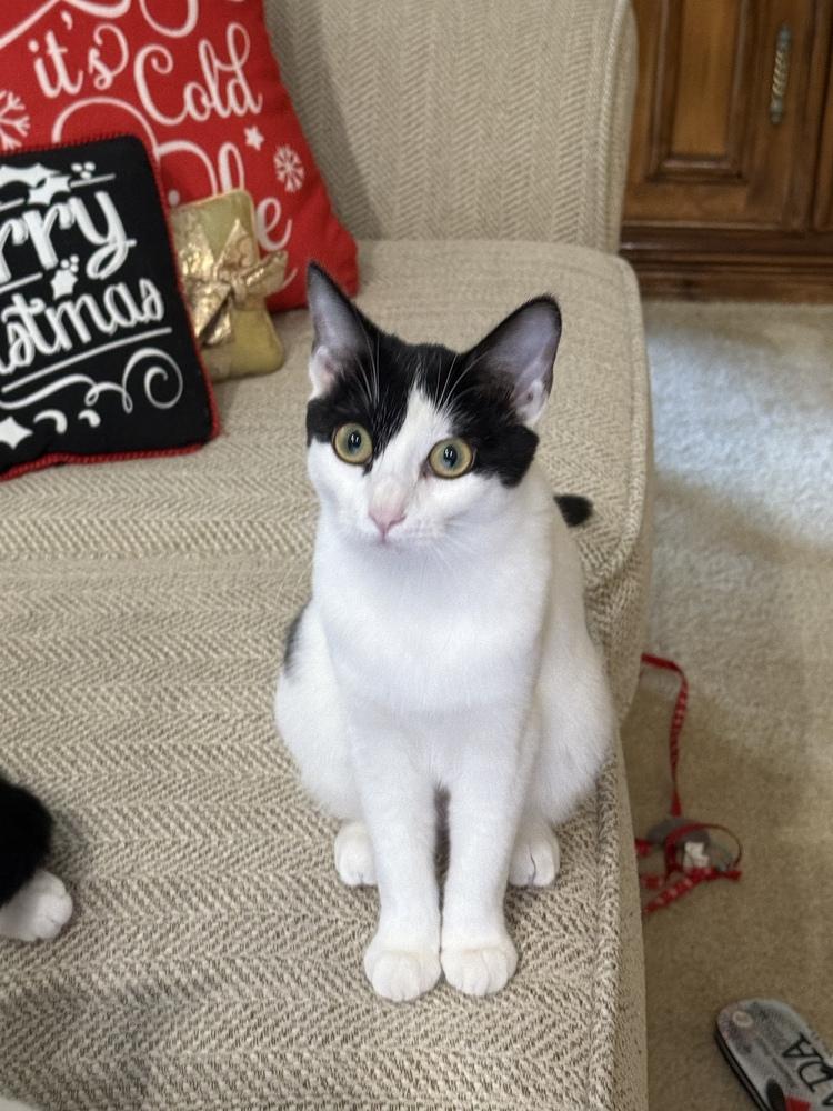 Boule, Adoptable, Kitten Female Domestic Medium Hair.