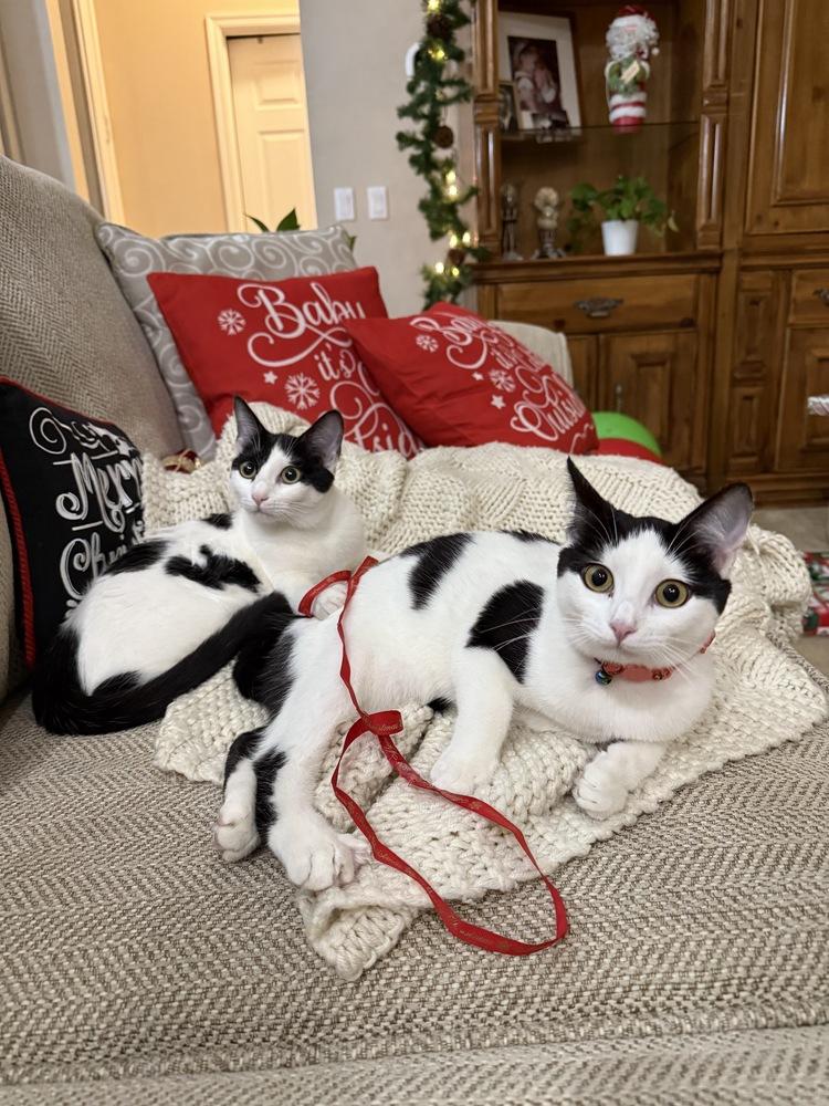 Enlarge Boule, a Adoptable Domestic Medium Hair in Orlando, FL image 2/6