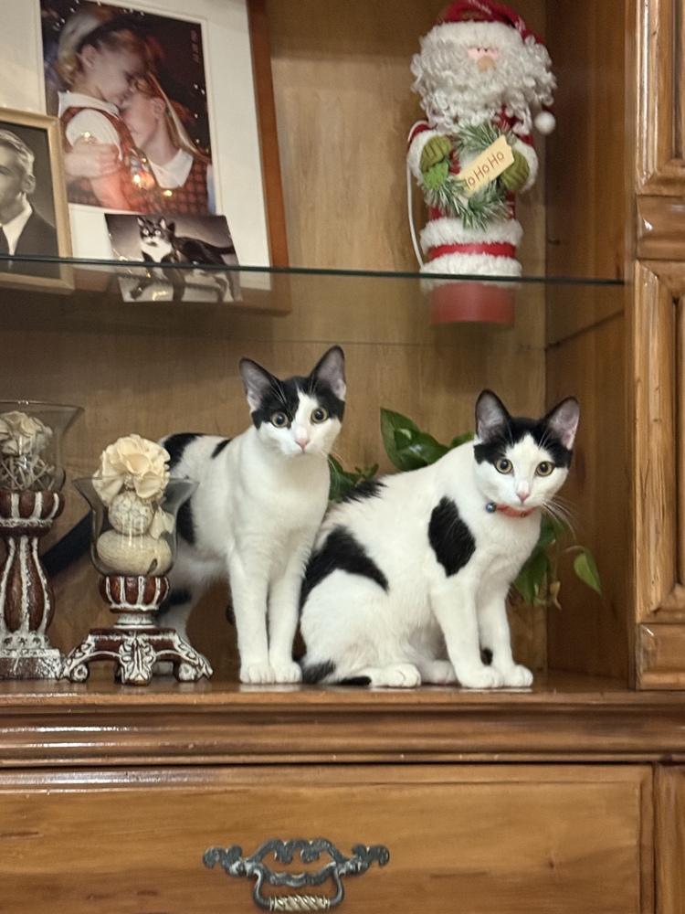 Enlarge Boule, a Adoptable Domestic Medium Hair in Orlando, FL image 3/6