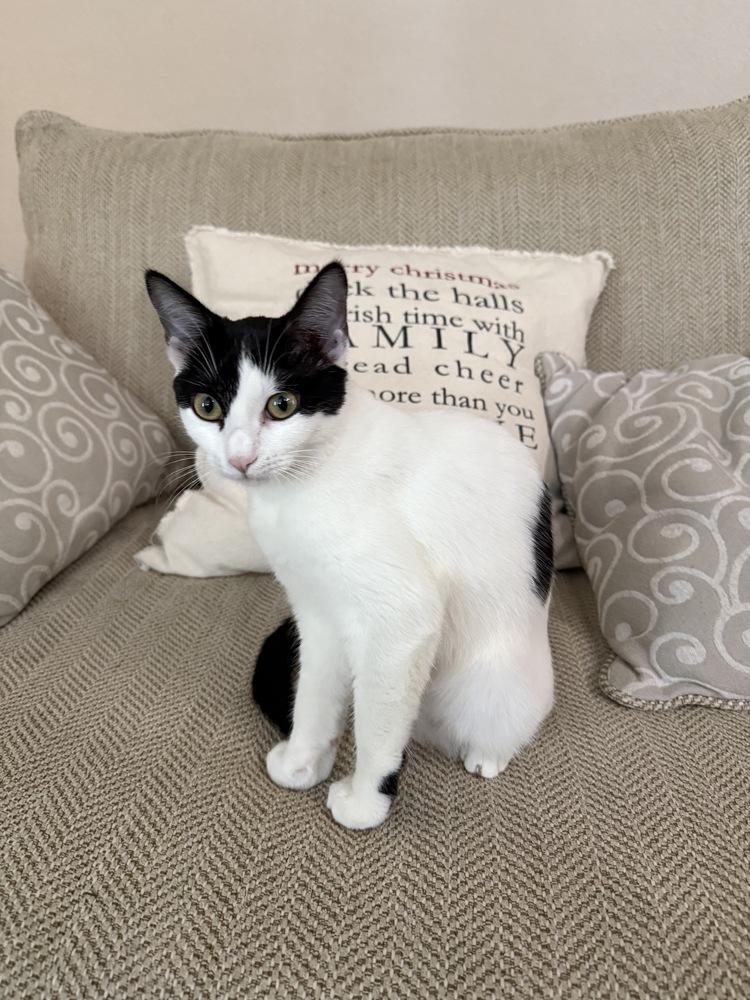 Enlarge Boule, a Adoptable Domestic Medium Hair in Orlando, FL image 4/6