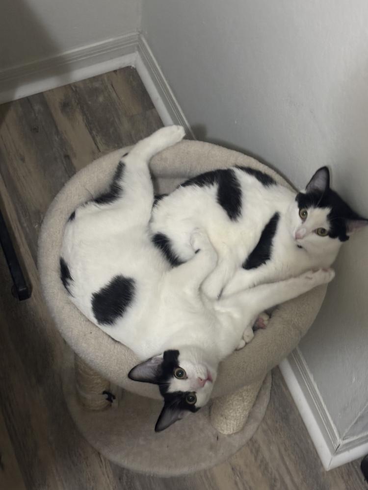 Enlarge Boule, a Adoptable Domestic Medium Hair in Orlando, FL image 5/6