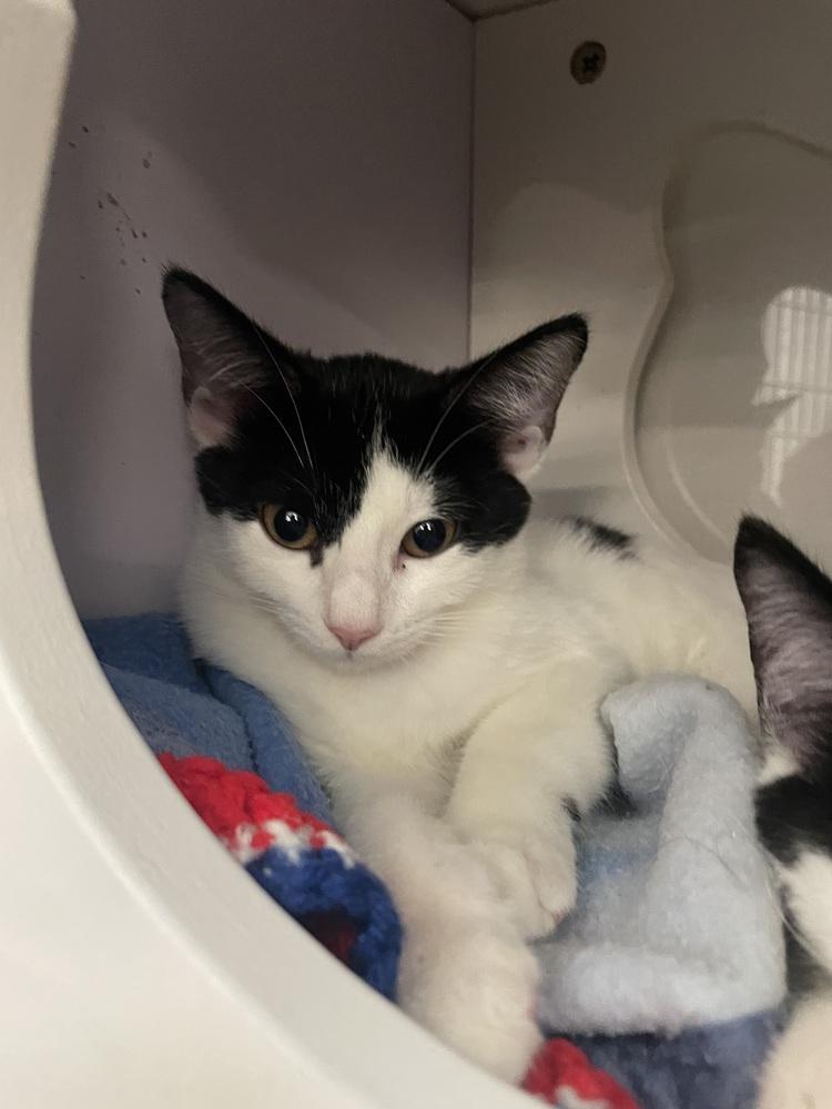 Enlarge Boule, a Adoptable Domestic Medium Hair in Orlando, FL image 6/6