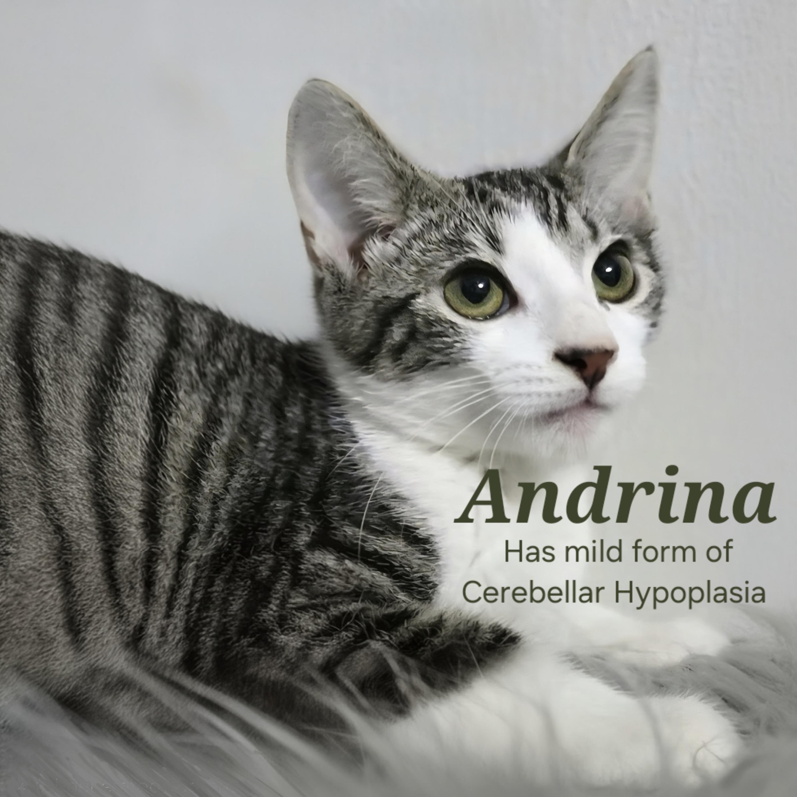 Andrina (Cerebellar Hypoplasia)