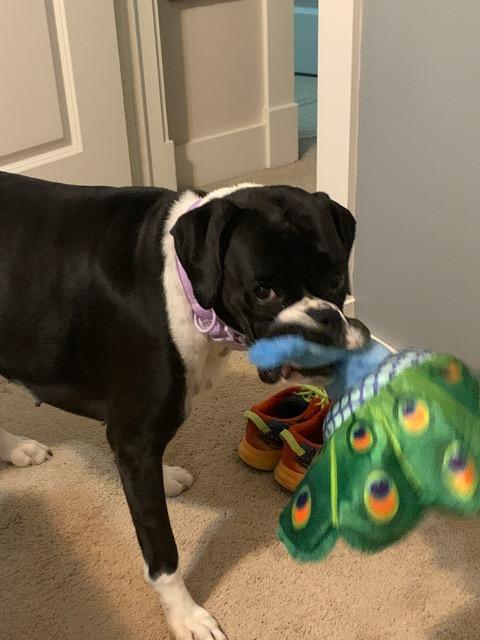 Pepper, a Adopted Boxer in Houston, TX image 1/6