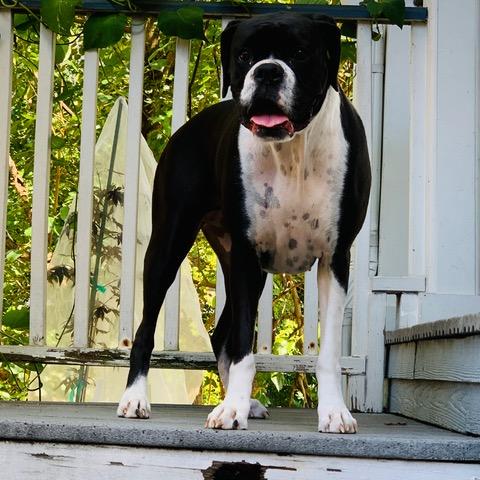 Pepper, a Adopted Boxer in Houston, TX image 2/6