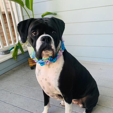 Pepper, a Adopted Boxer in Houston, TX image 4/6