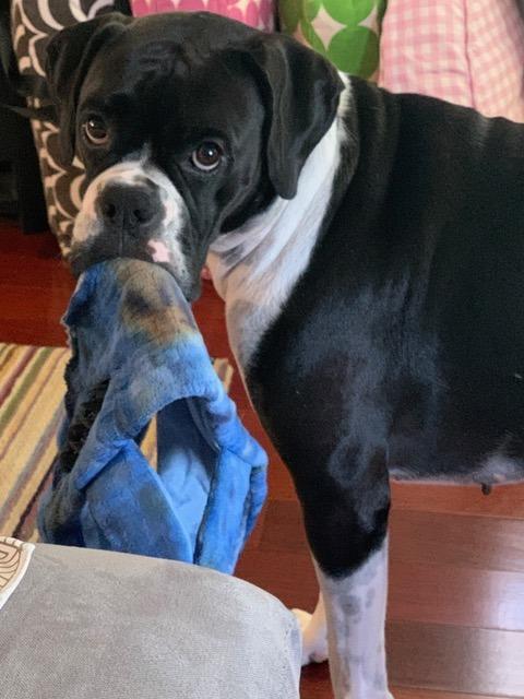 Pepper, a Adopted Boxer in Houston, TX image 6/6