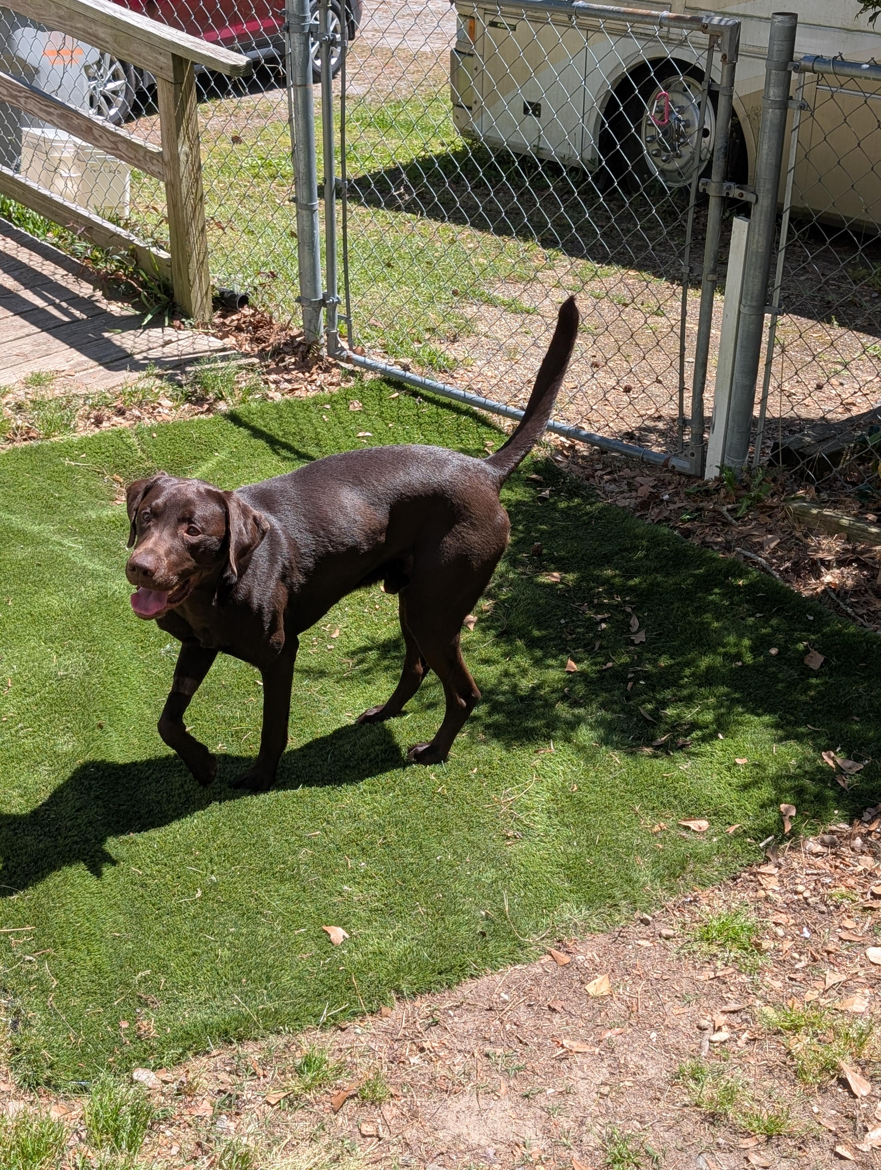 Ford, a Adoptable Chocolate Labrador Retriever in Oriental , NC image 4/6