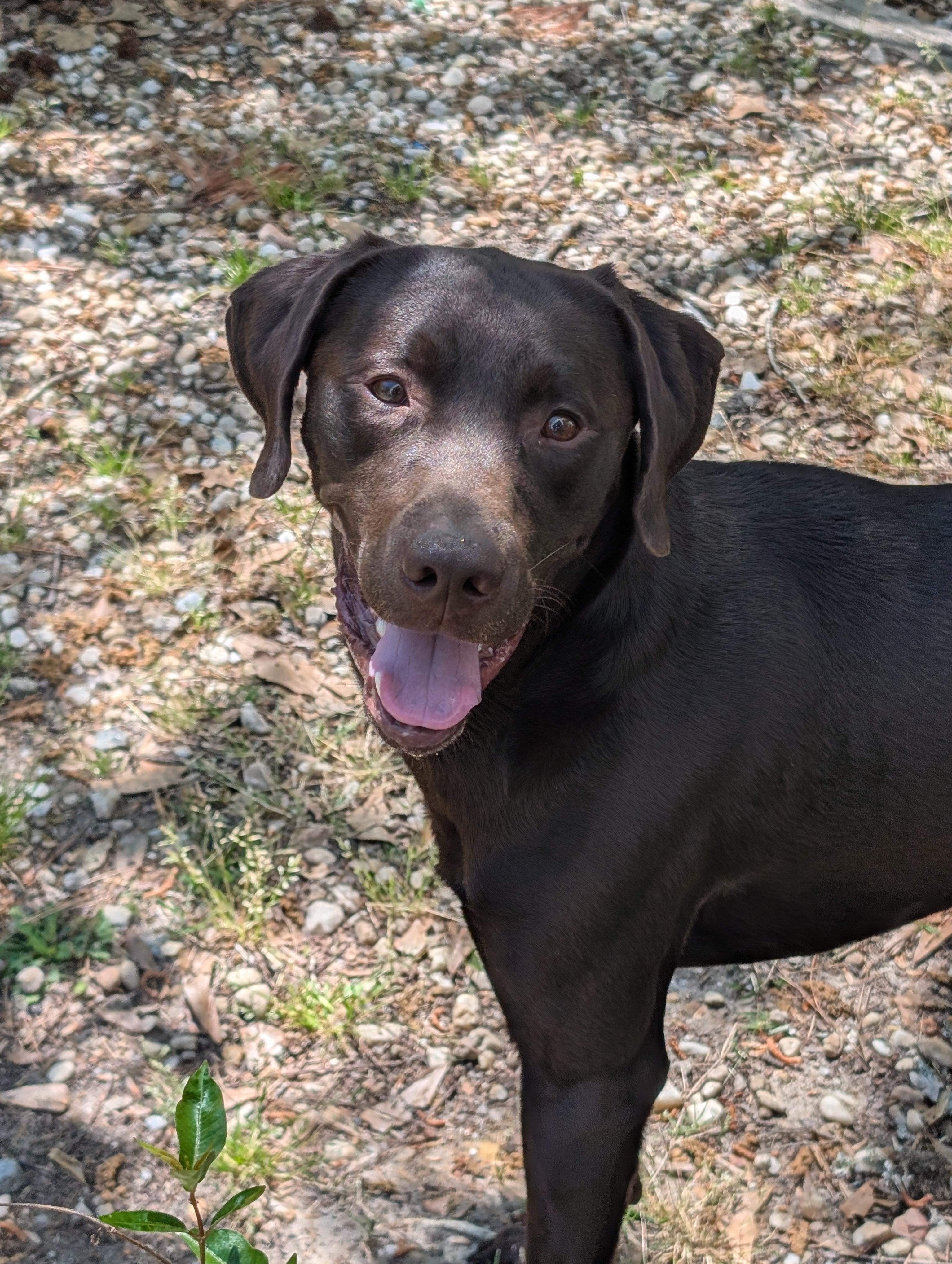 Ford, Adoptable, Young Male Chocolate Labrador Retriever.