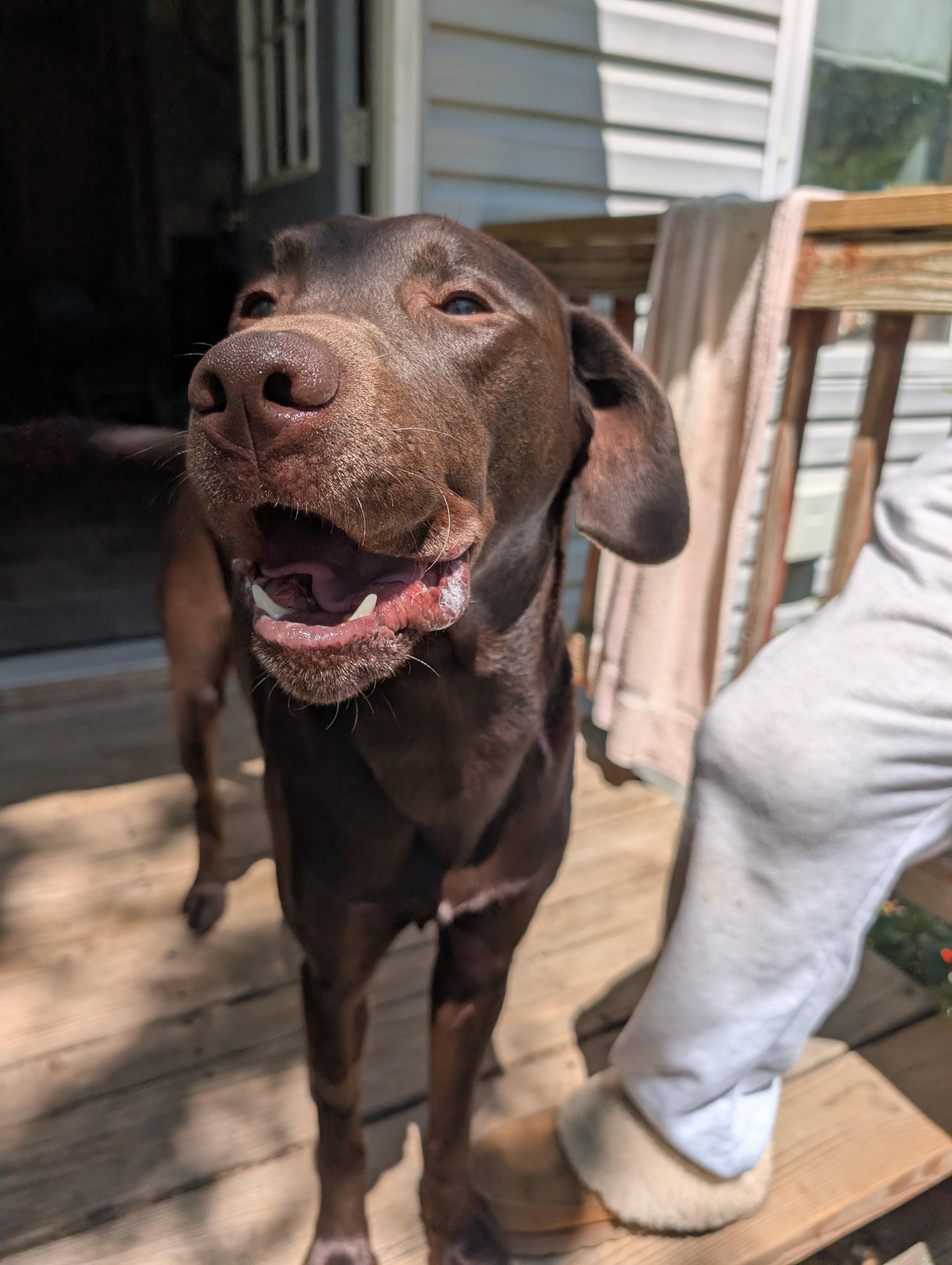 Ford, a Adoptable Chocolate Labrador Retriever in Oriental , NC image 6/6