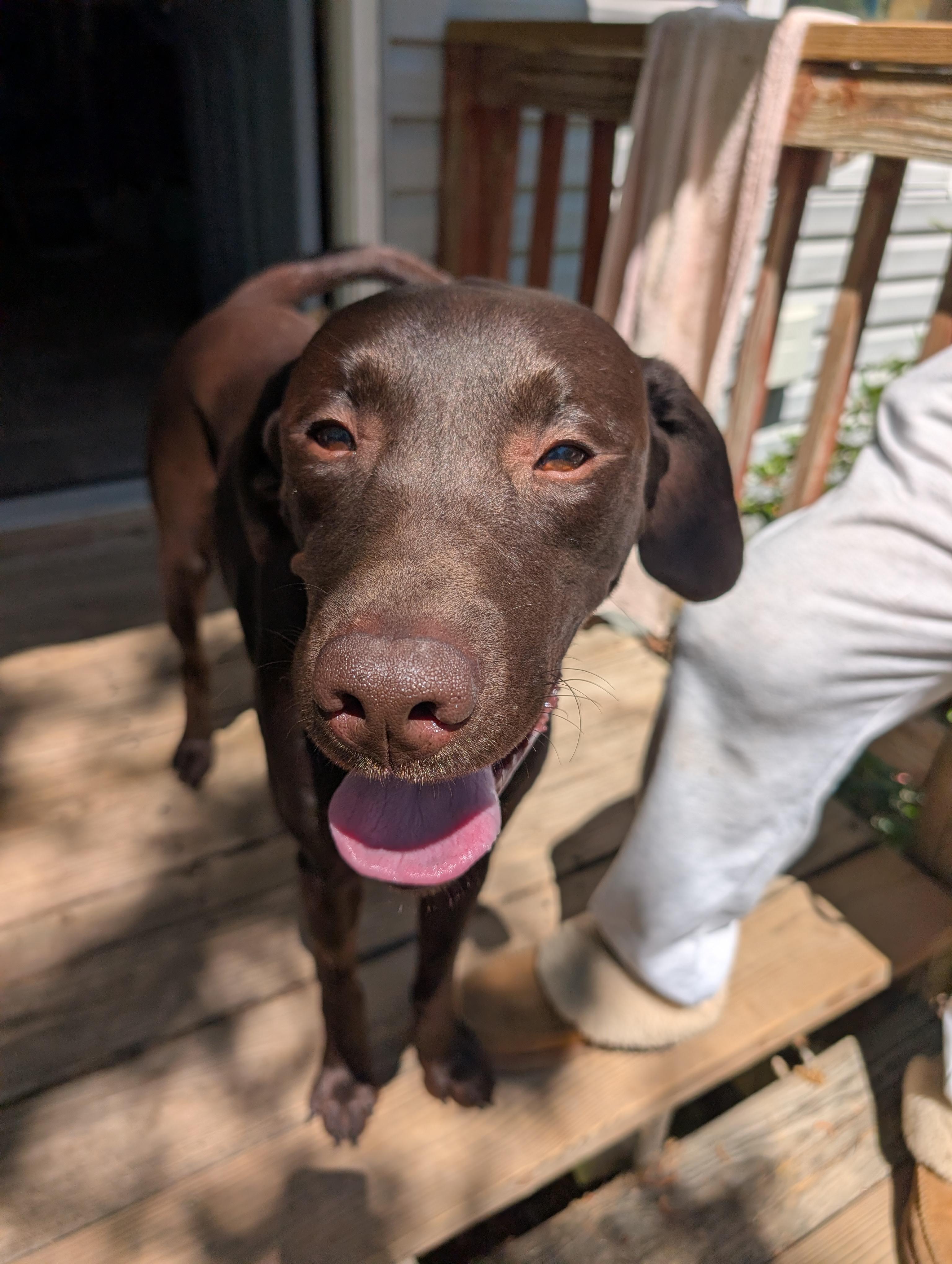 Ford, a Adoptable Chocolate Labrador Retriever in Oriental , NC image 5/6