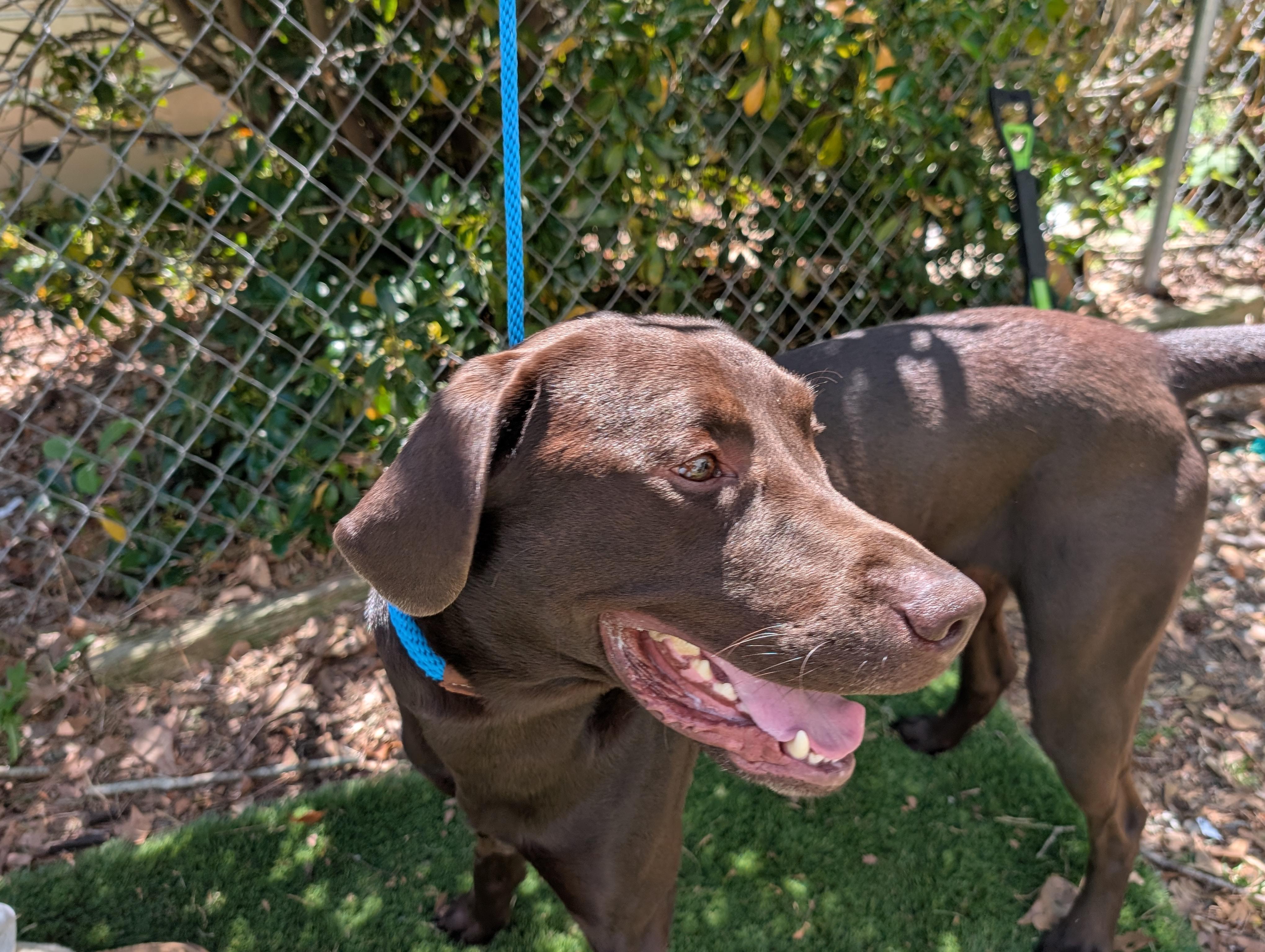 Ford, a Adoptable Chocolate Labrador Retriever in Oriental , NC image 3/6