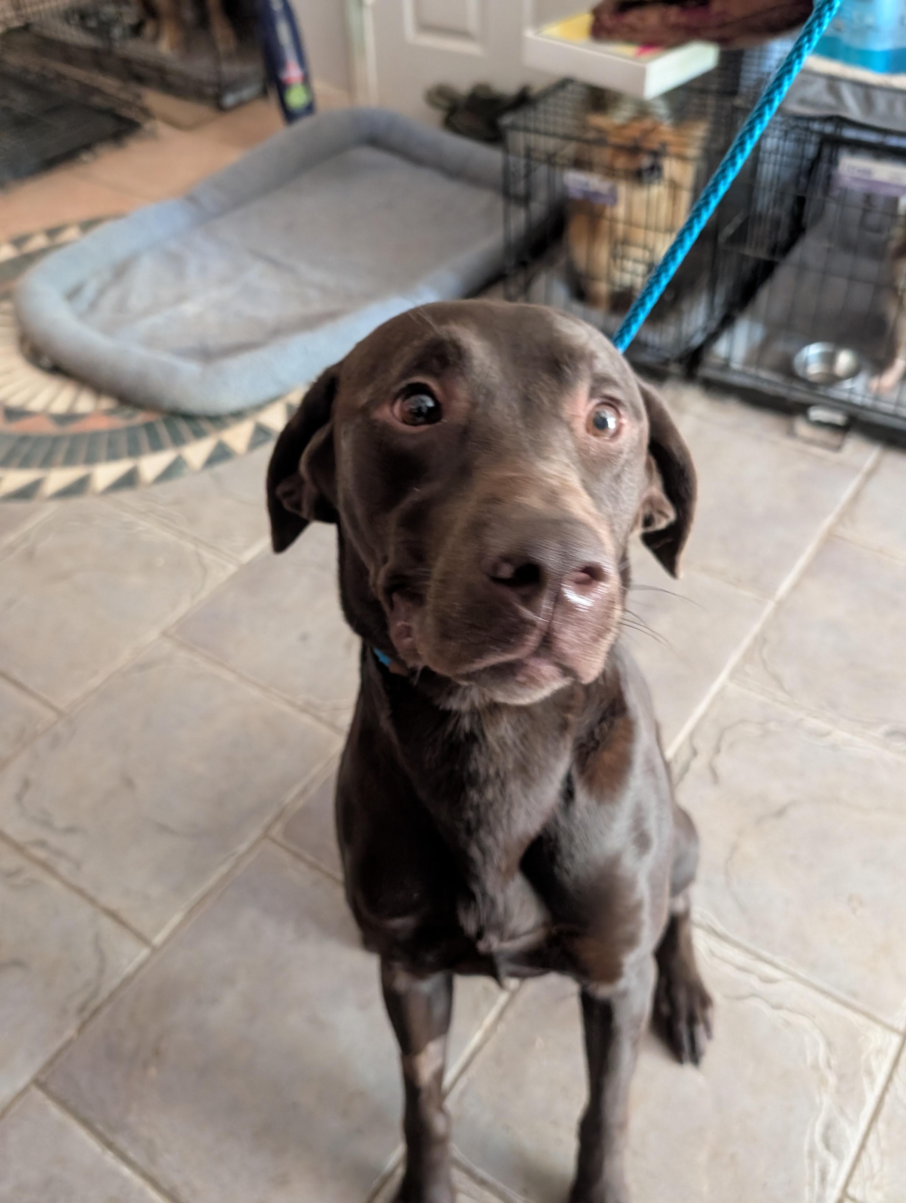 Ford, a Adoptable Chocolate Labrador Retriever in Oriental , NC image 2/6