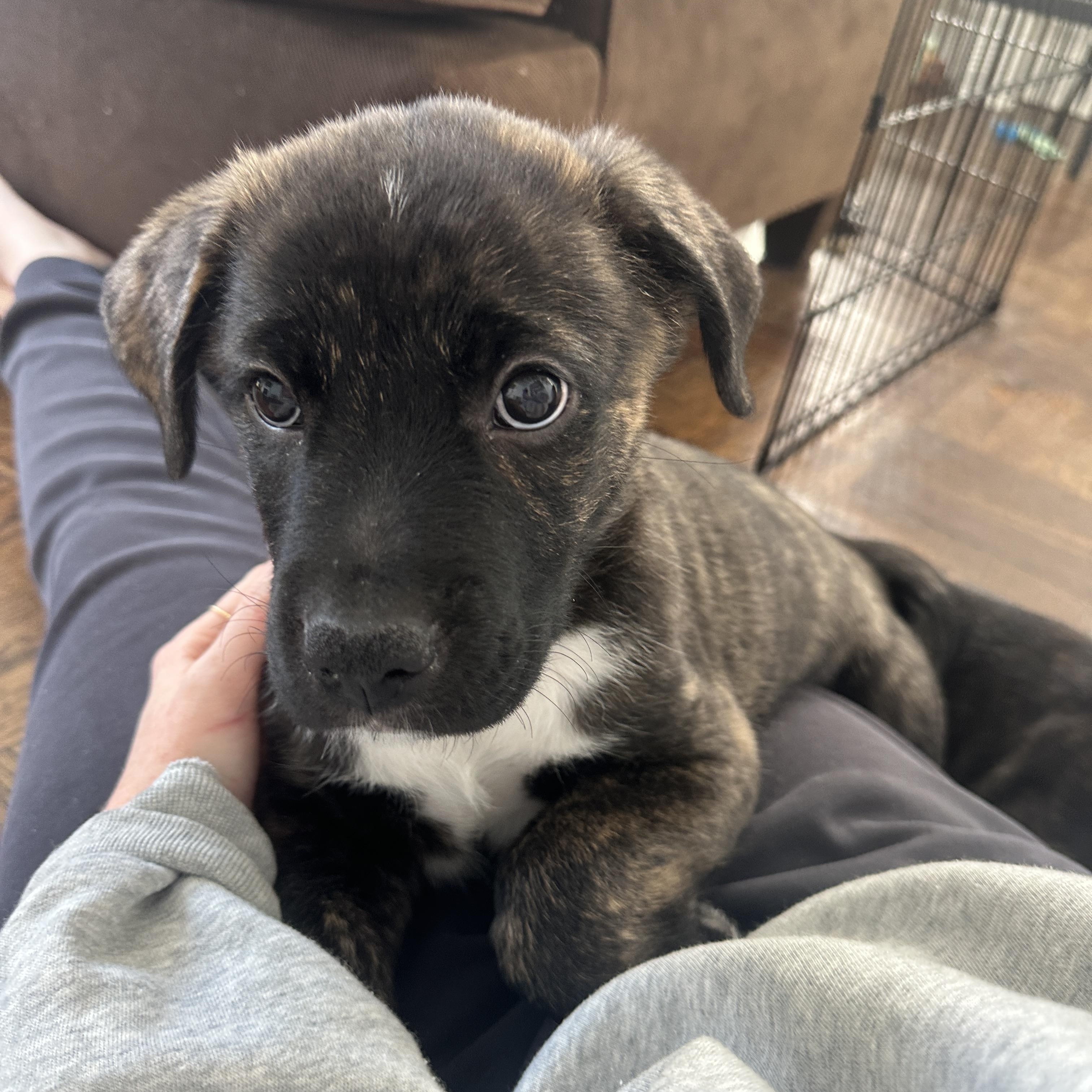 Elton, a Adoptable Mixed Breed in Mississauga, ON image 1/6