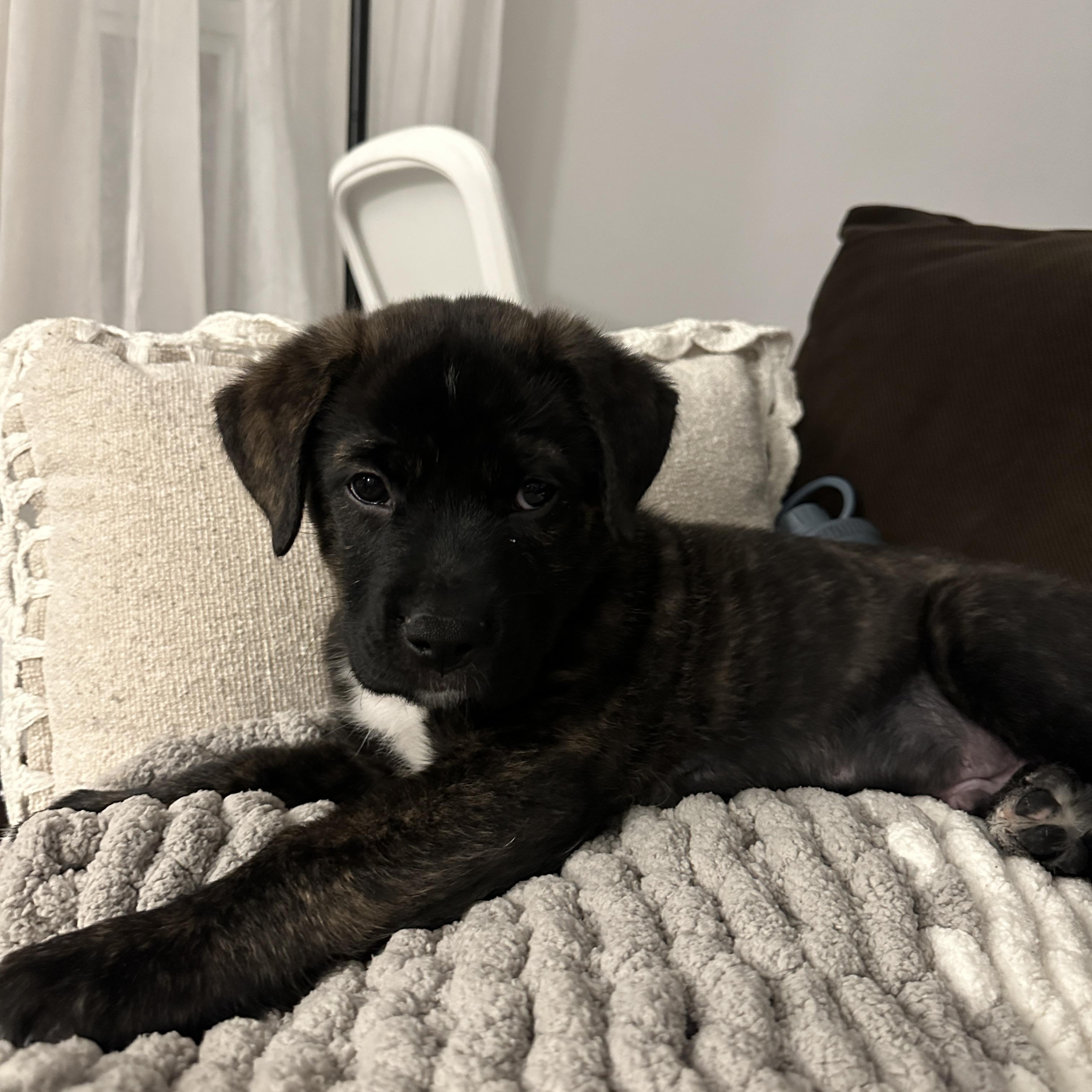 Elton, a Adoptable Mixed Breed in Mississauga, ON image 4/6