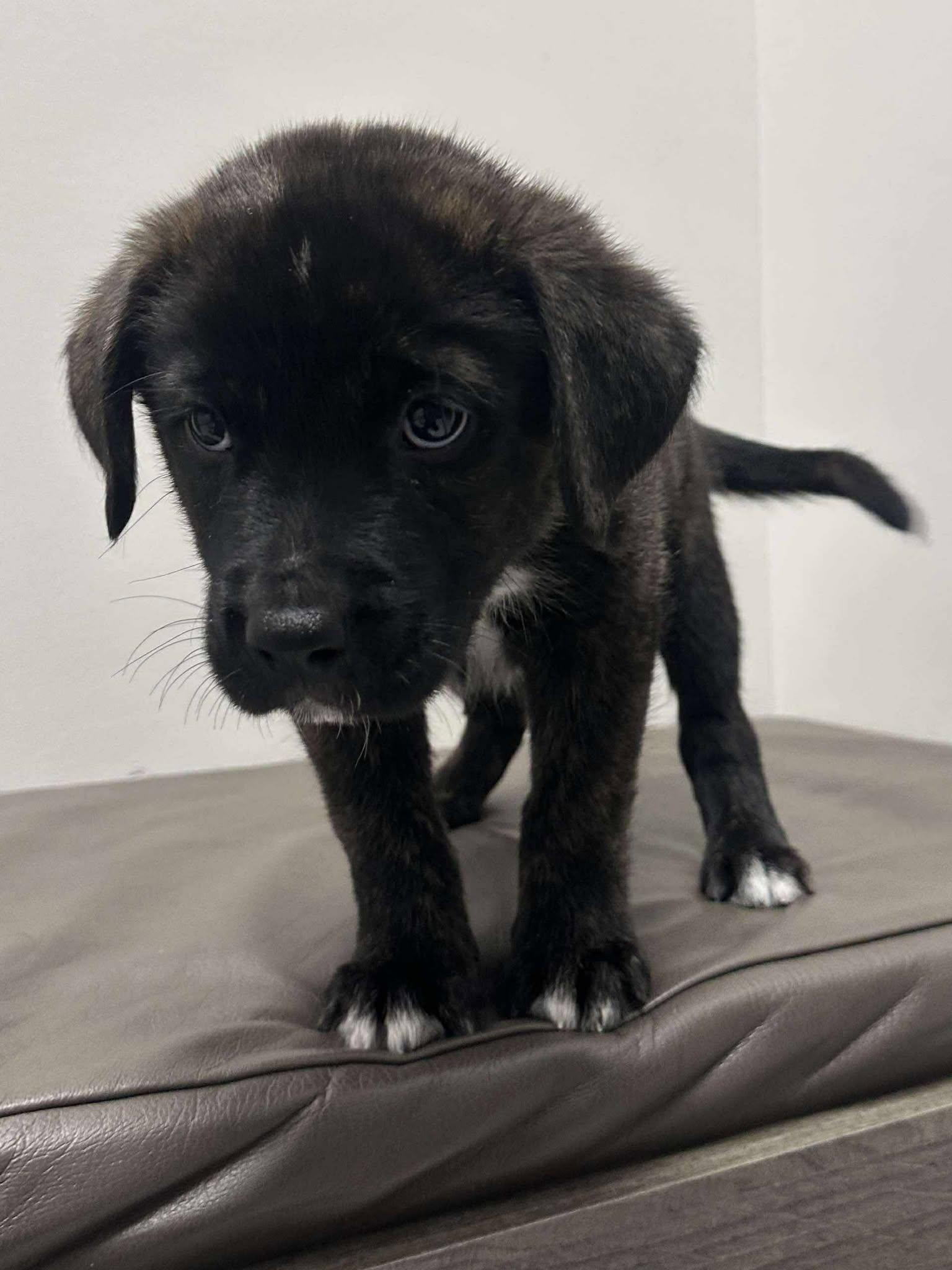 Elton, a Adoptable Mixed Breed in Mississauga, ON image 3/6