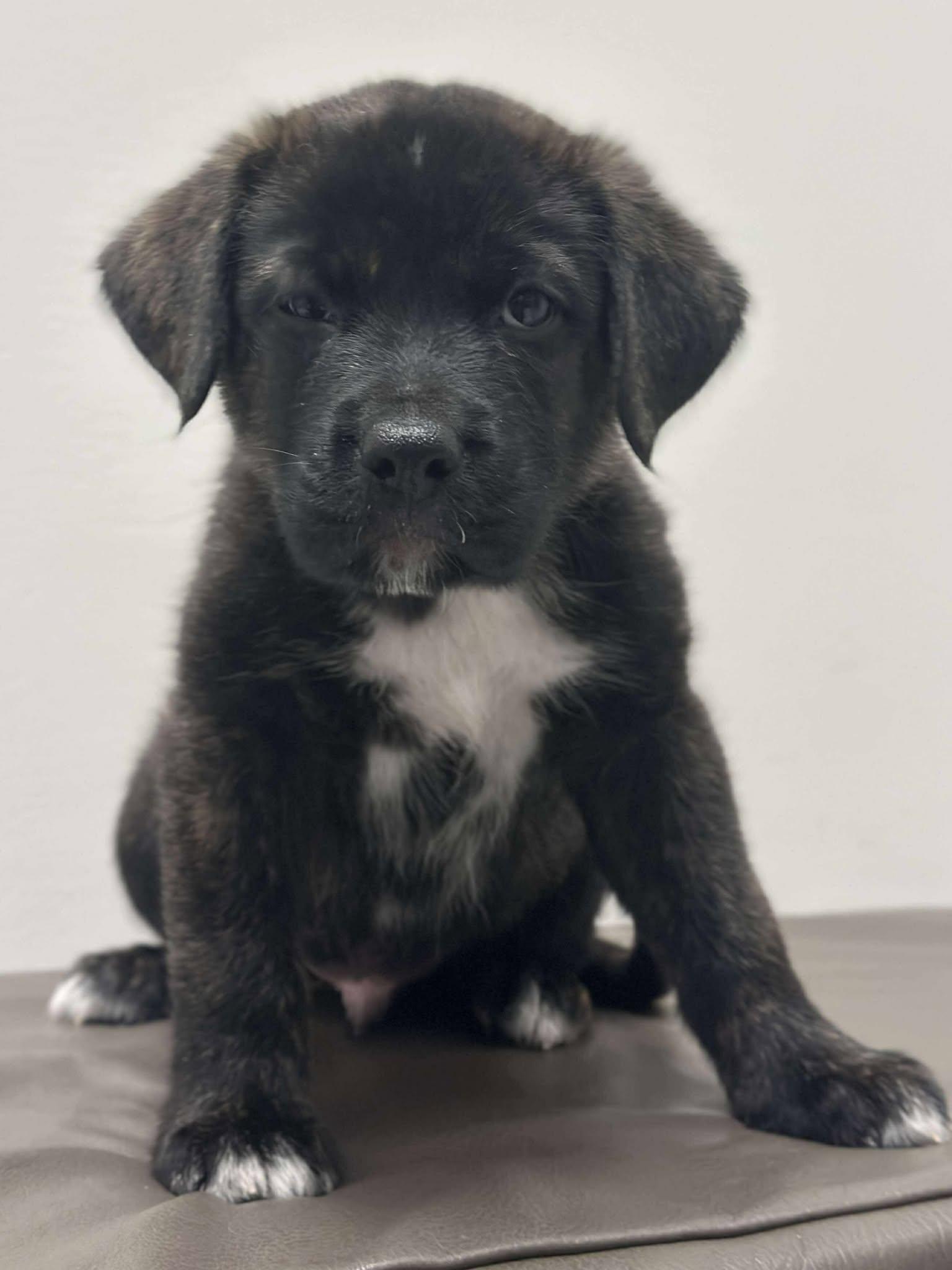 Elton, a Adoptable Mixed Breed in Mississauga, ON image 5/6