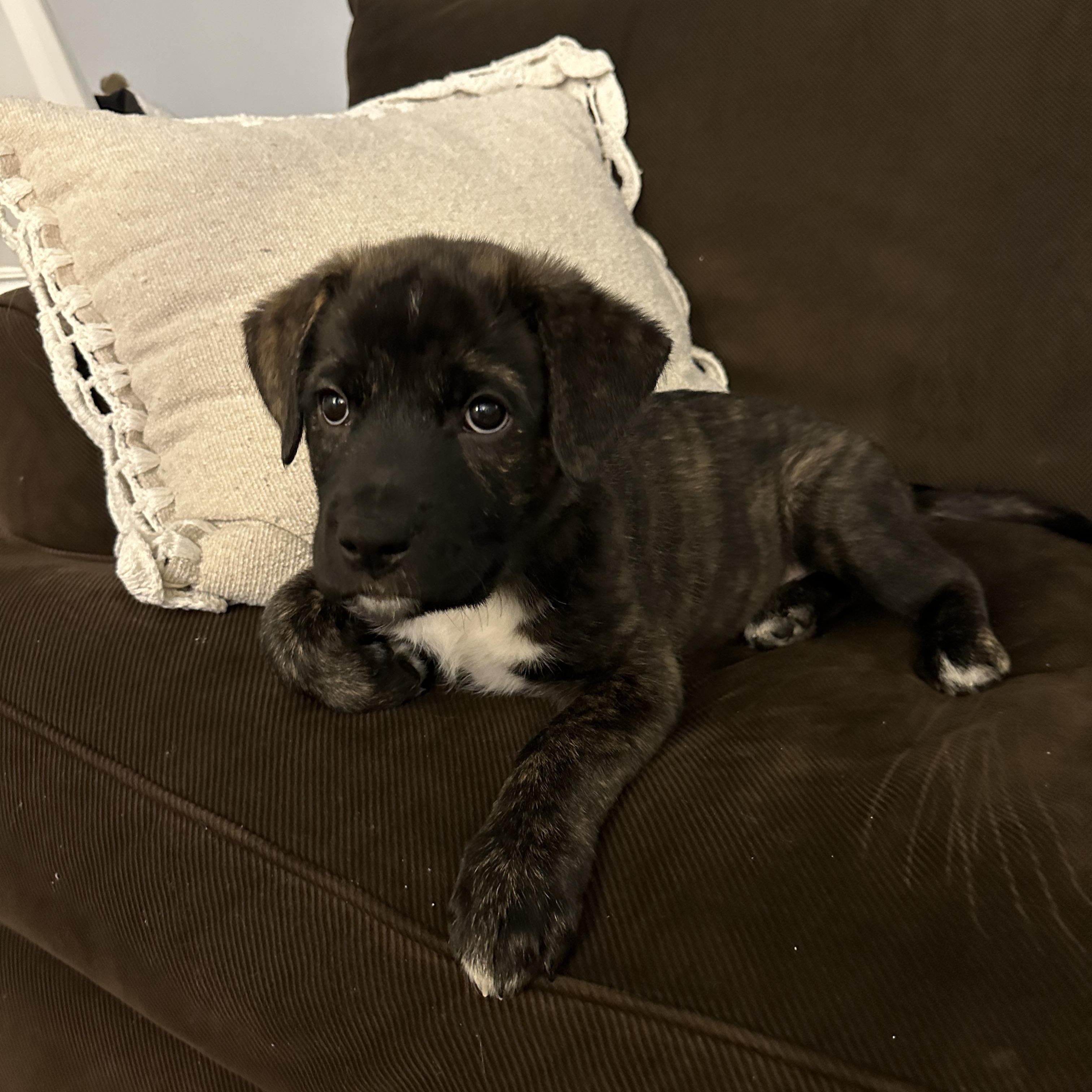 Elton, a Adoptable Mixed Breed in Mississauga, ON image 2/6