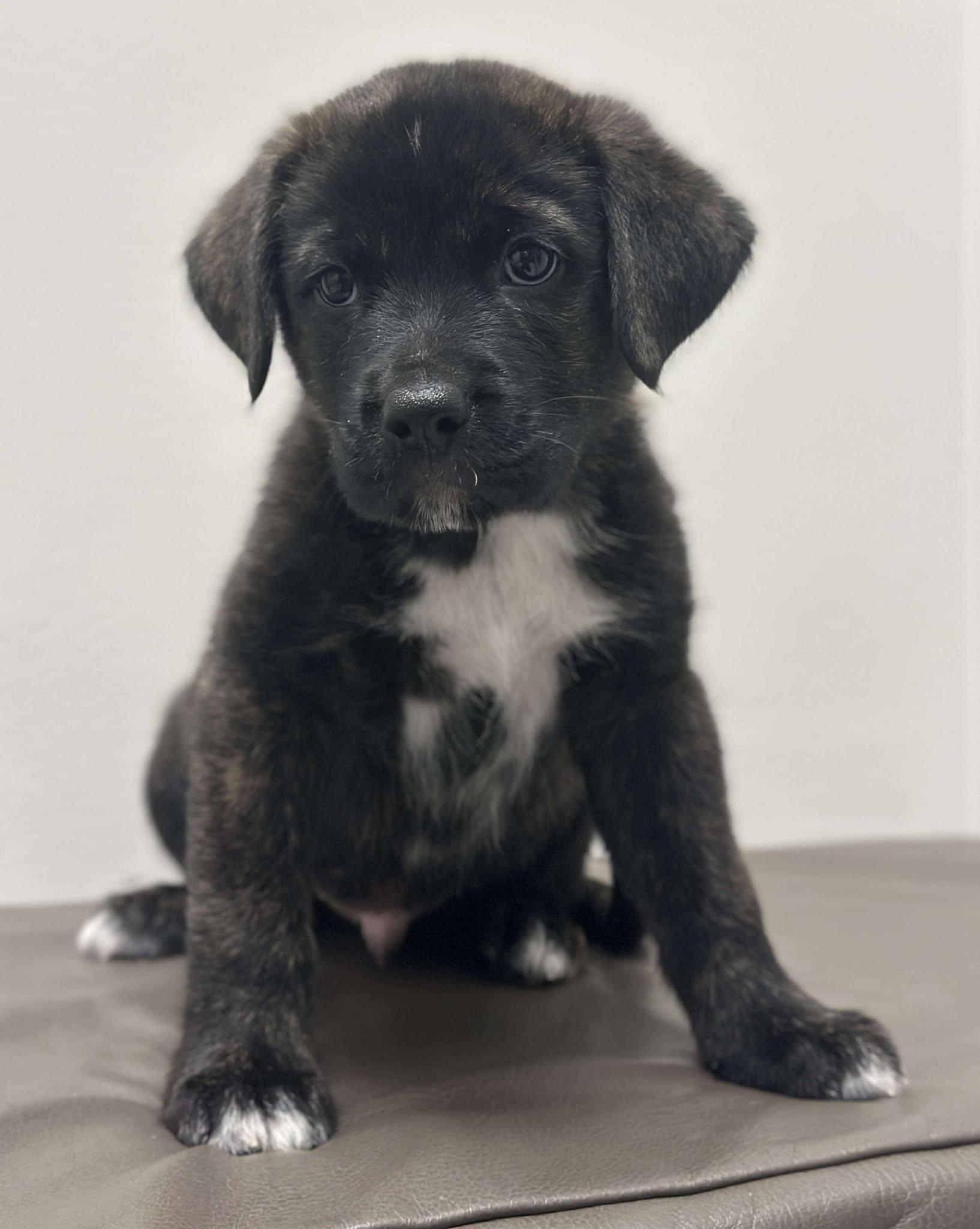 Elton, a Adoptable Mixed Breed in Mississauga, ON image 6/6