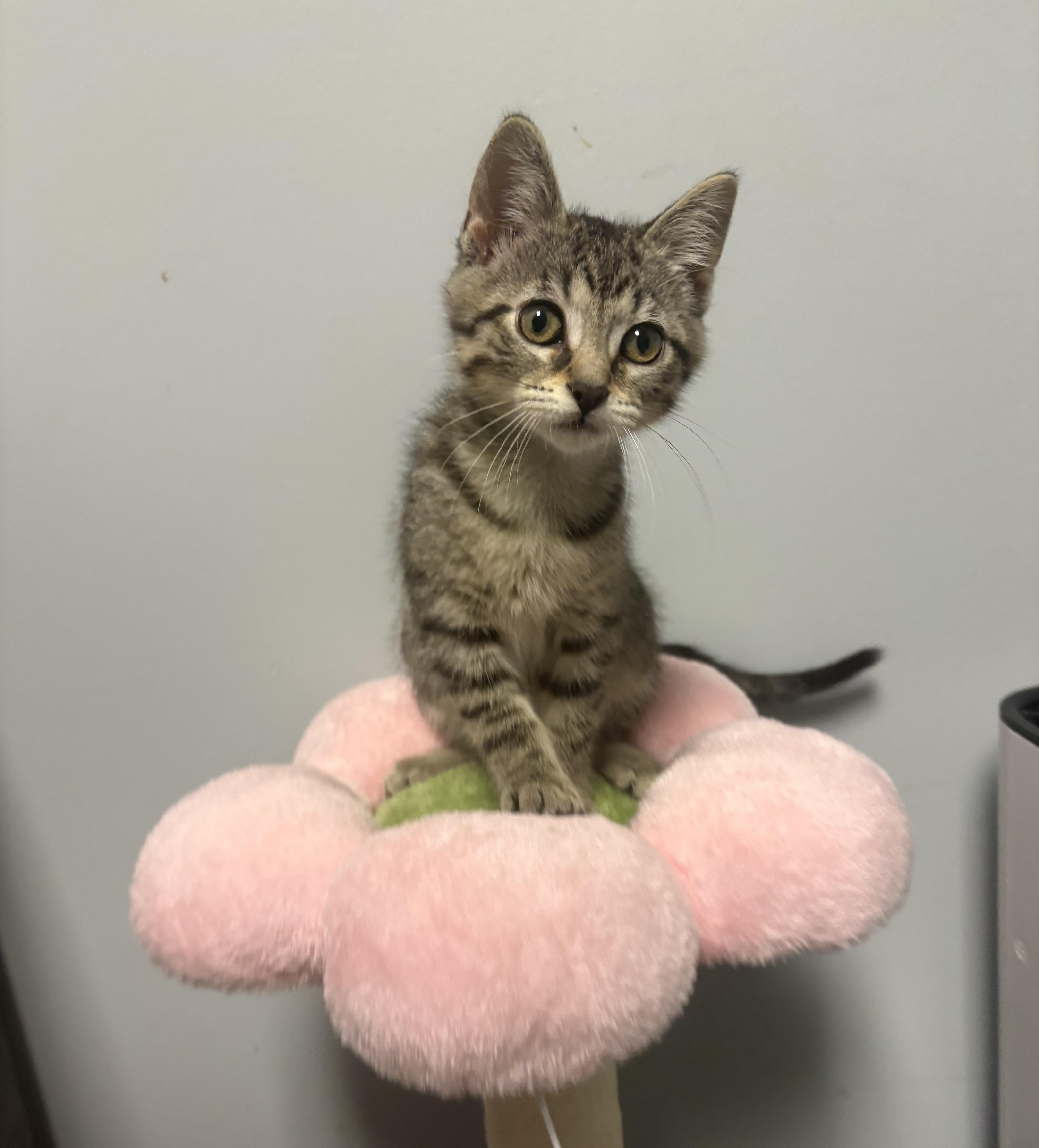 Haven, Adoptable, Kitten Female Domestic Short Hair & Tabby.