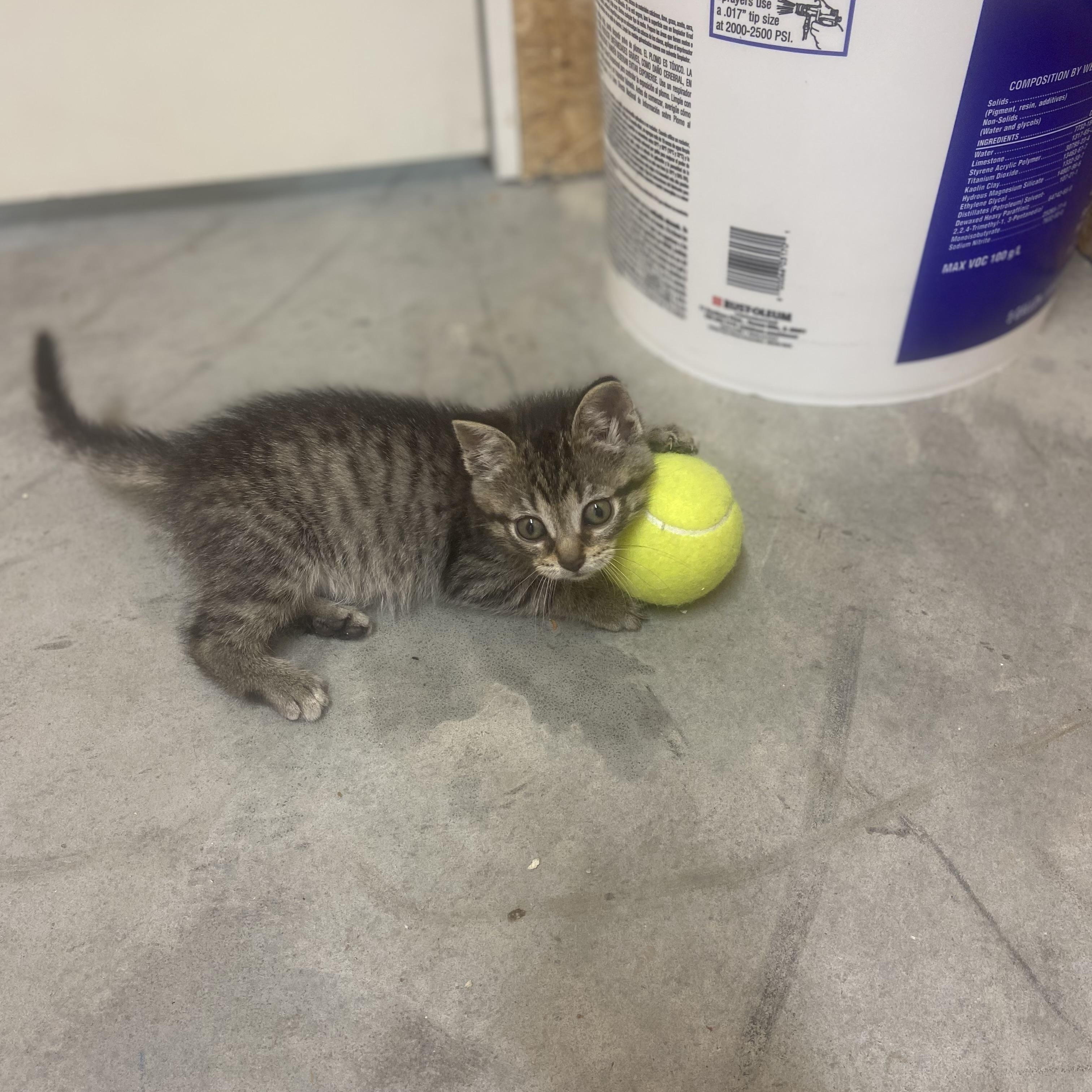 Haven, a Adoptable mixed breed in Valley Center, KS image 5/6