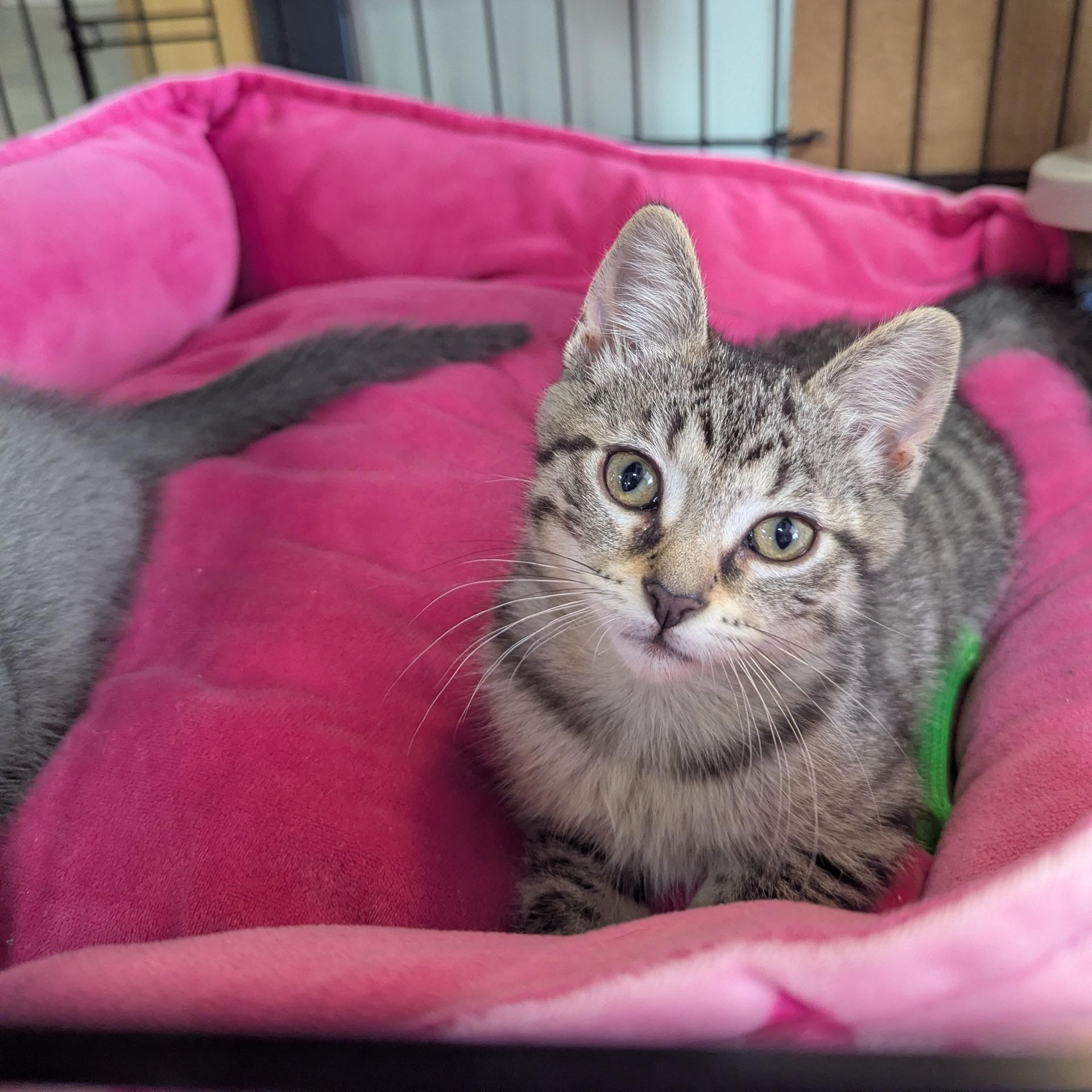 Haven, a Adoptable mixed breed in Valley Center, KS image 2/6