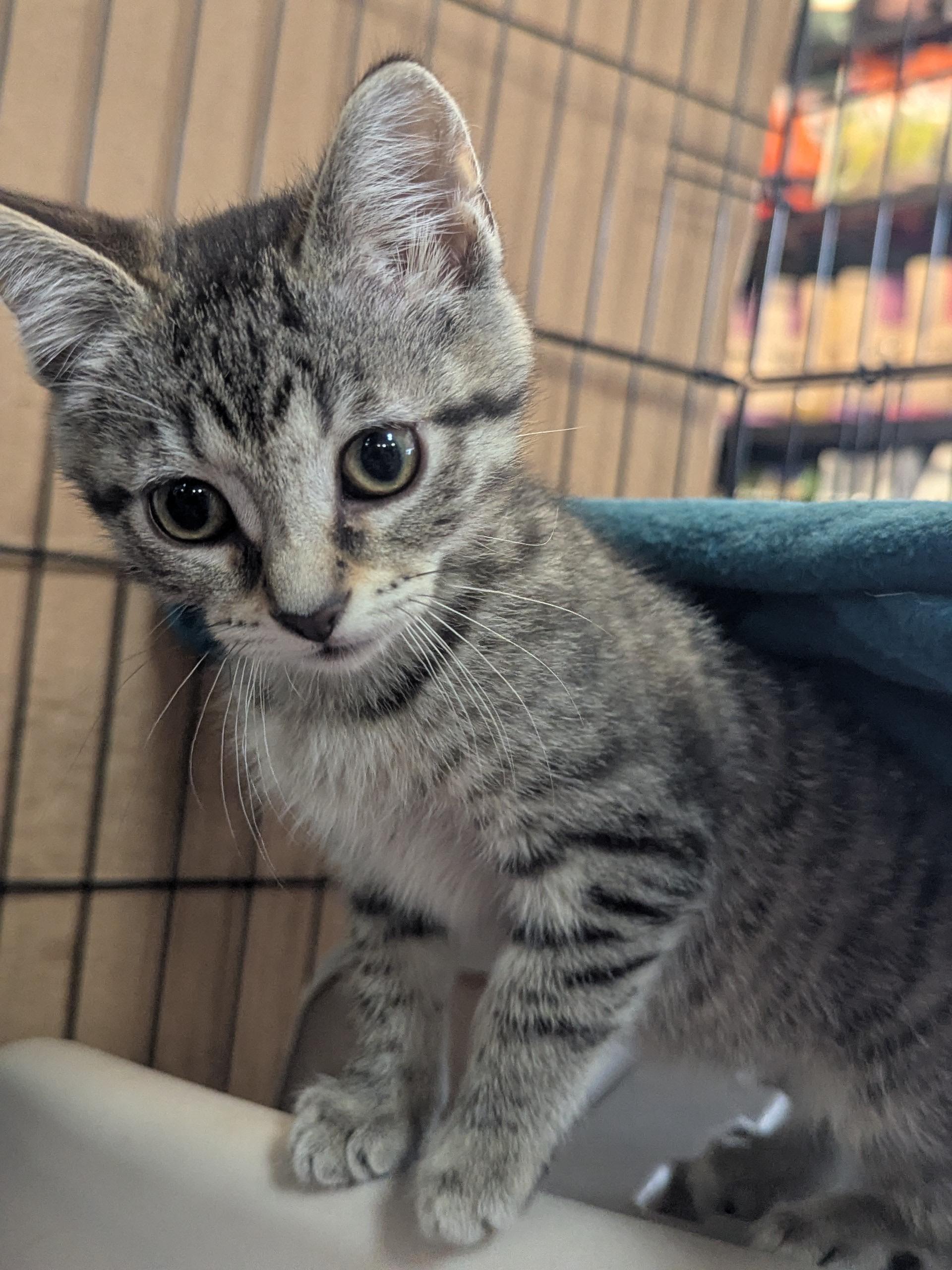 Haven, a Adoptable mixed breed in Valley Center, KS image 4/6
