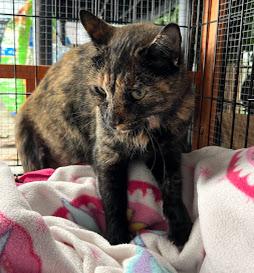 Fiona & Flora *Bonded Pair*