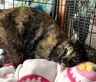 Fiona & Flora *Bonded Pair*