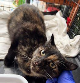 Fiona & Flora *Bonded Pair*