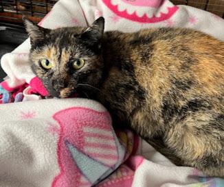 Fiona & Flora *Bonded Pair*