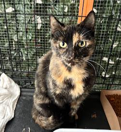 Fiona & Flora *Bonded Pair*