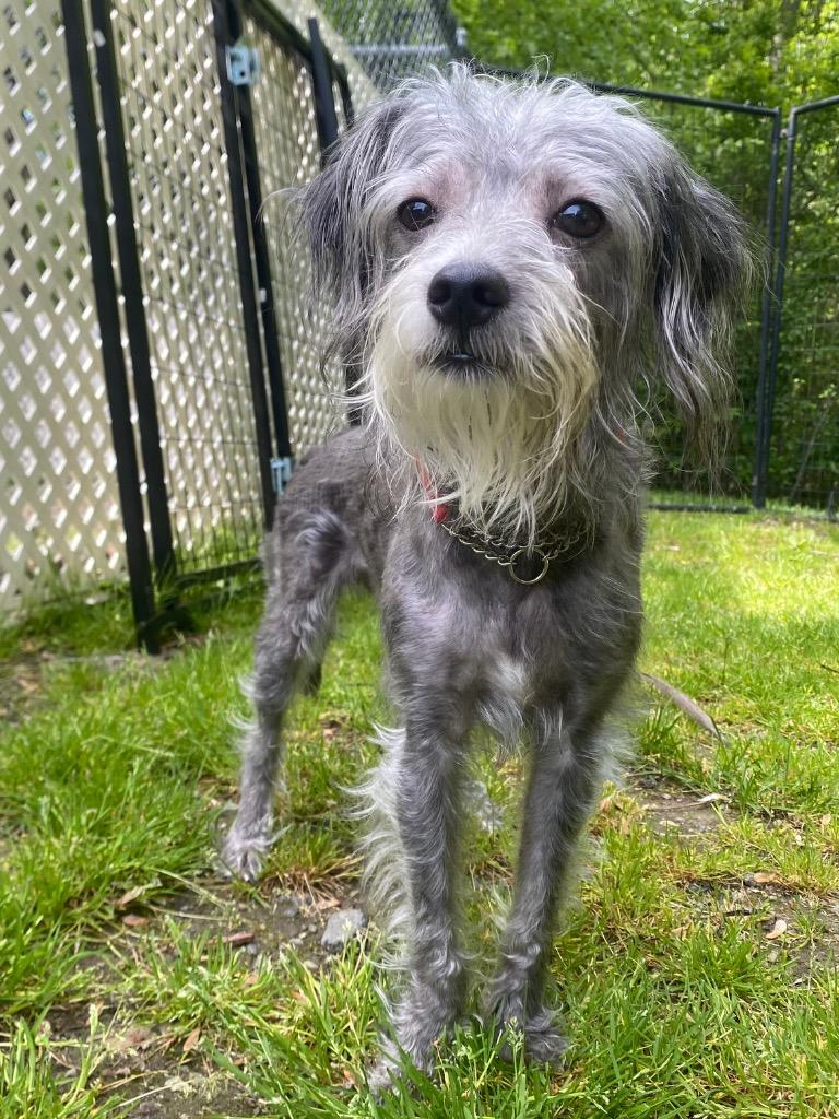 Maeve, Adoptable, Young Female Maltese & Yorkshire Terrier.