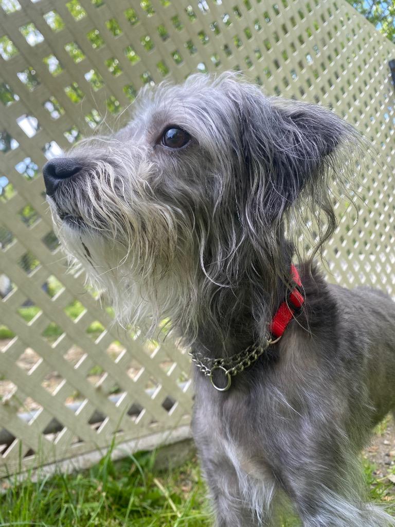 Maeve, a Adoptable mixed breed in Fall River, MA image 2/6