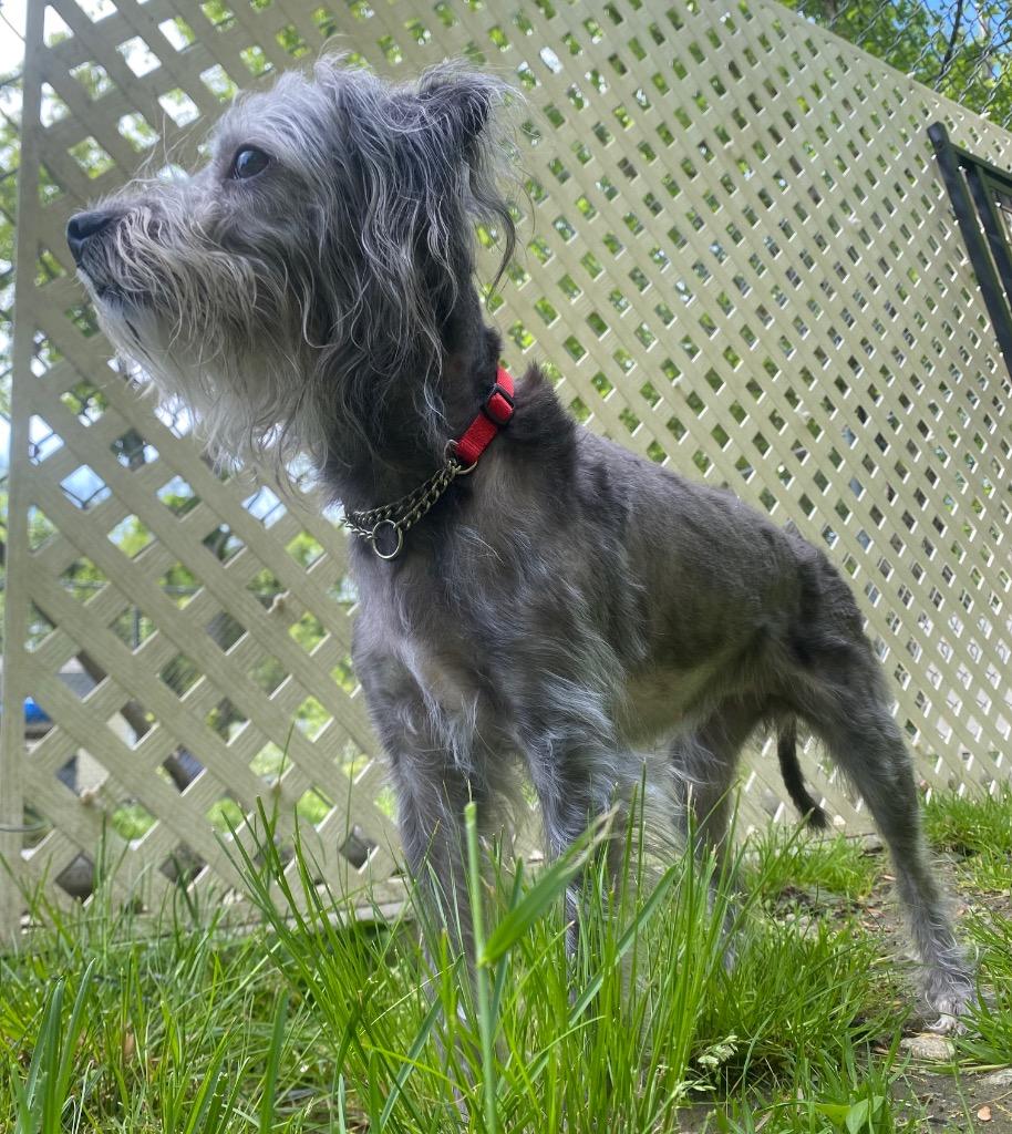 Maeve, a Adoptable mixed breed in Fall River, MA image 5/6