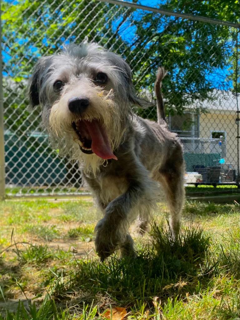 Maeve, a Adoptable mixed breed in Fall River, MA image 6/6