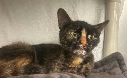 Ginger, Adoptable, Young Female Domestic Short Hair & Domestic Short Hair.
